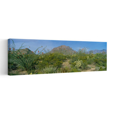 Ocotillo Plants In A Park Big Bend National Park Texas USA by Terry Thompson - Wrapped Canvas Panoramic Print