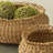 Joss & Main Seagrass Decorative Basket