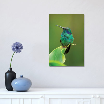 Green Violet-Ear Hummingbird Perched On Leaf, Costa Rica by Thomas Marent - Wrapped Canvas Print