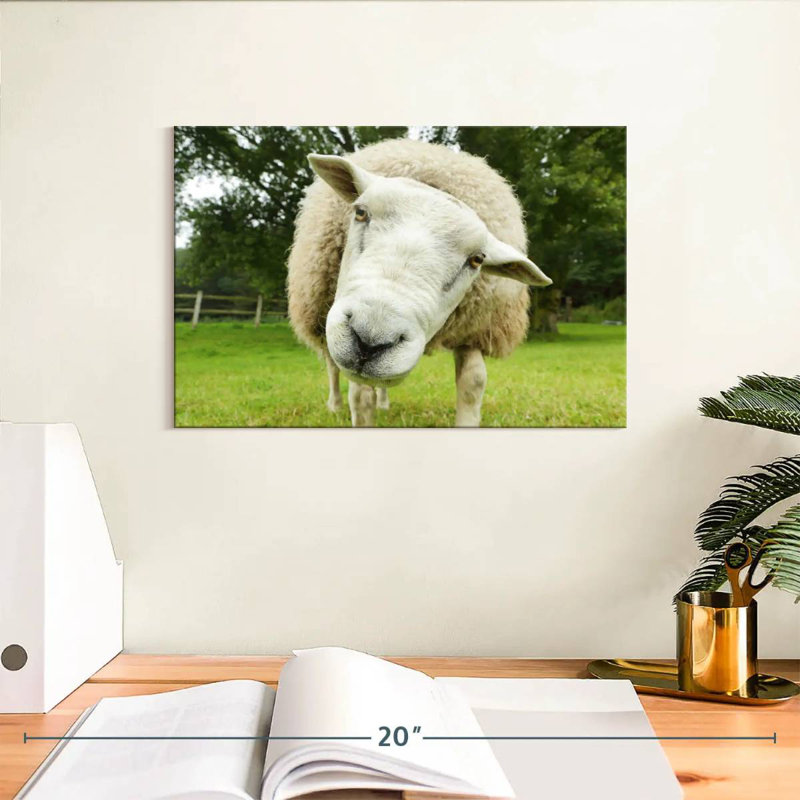 Brampt Nosy Sheep, H 8 po x l 12 po