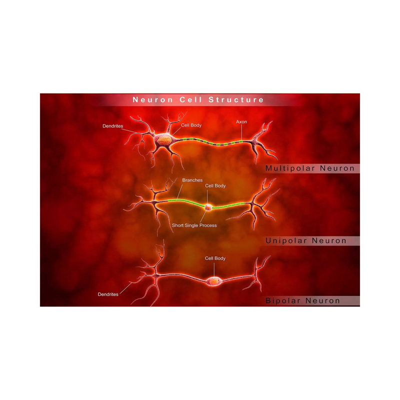 «Anatomy Structure of Neurons» par Stocktrek Images - impression sur toile tendue, H 12 po x l 18 po x P 1,5 po