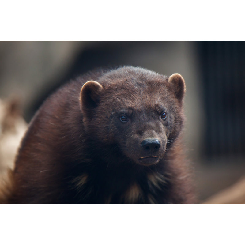 Wolverine par Wrangle - Photographie sur toile tendue, H 8 po x l 12 po