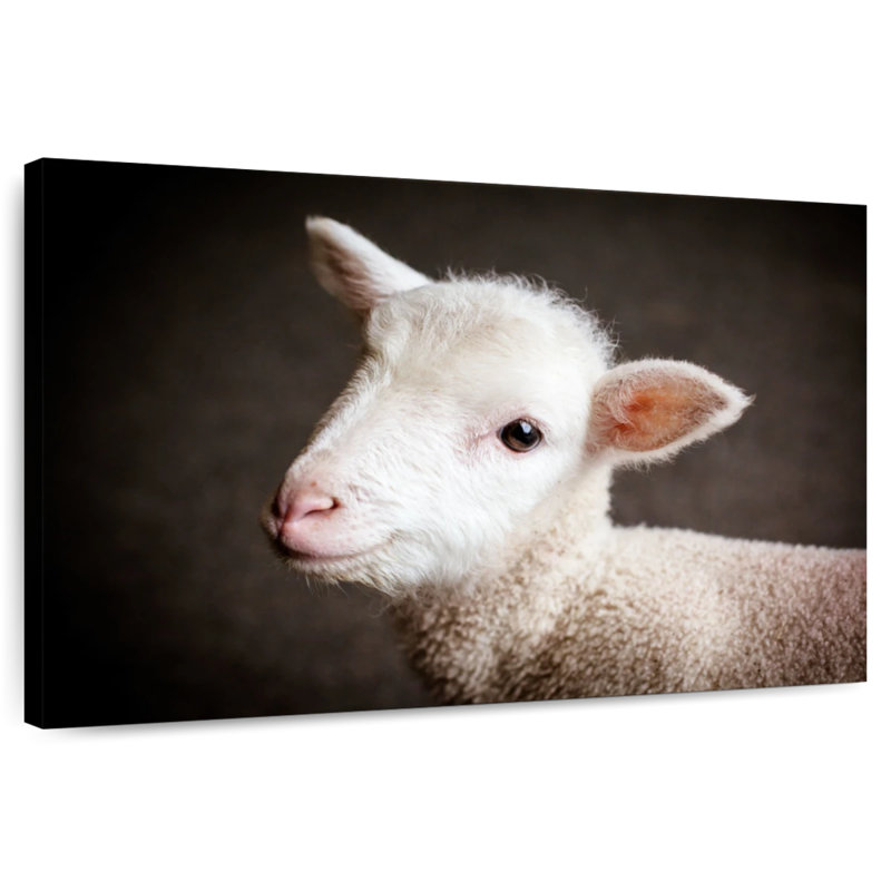 Brampt Baby Sheep, H 16 po x l 24 po