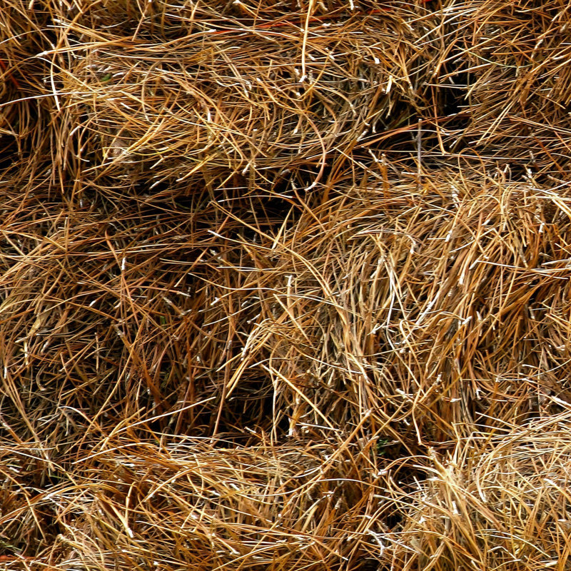 Paille de pin longue feuille