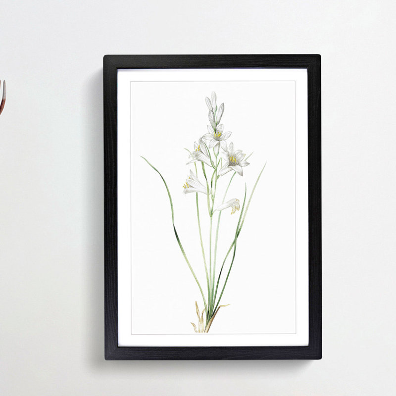 Paradise Lily by Pierre-Joseph Redoute - Framed Print, Black Framed, 36cm H x 27cm W x 2cm D