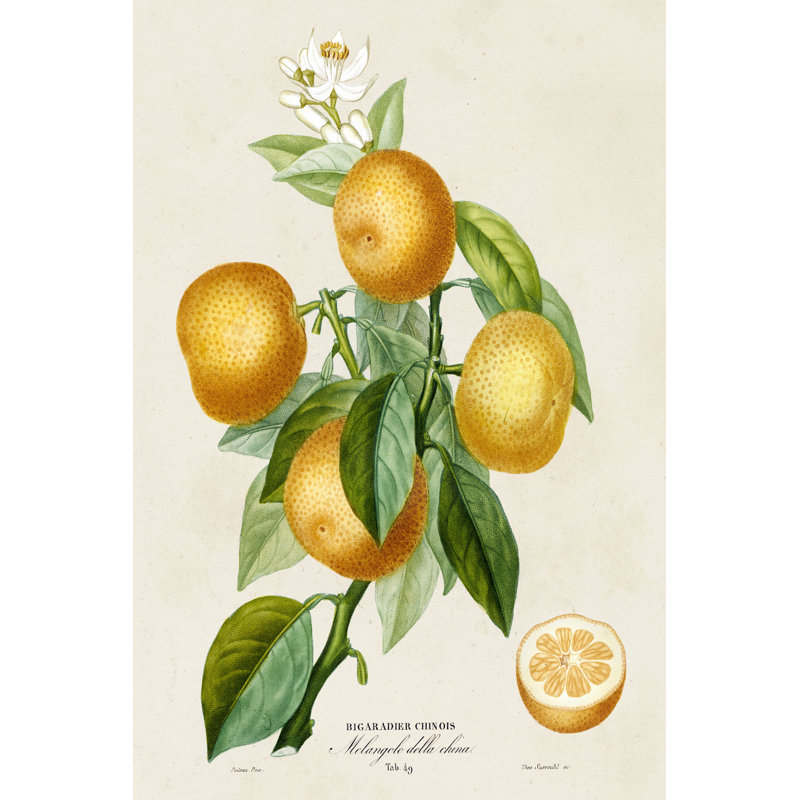 French Orange Botanical III by A. Risso - Wrapped Canvas Print, 46cm H x 30cm W