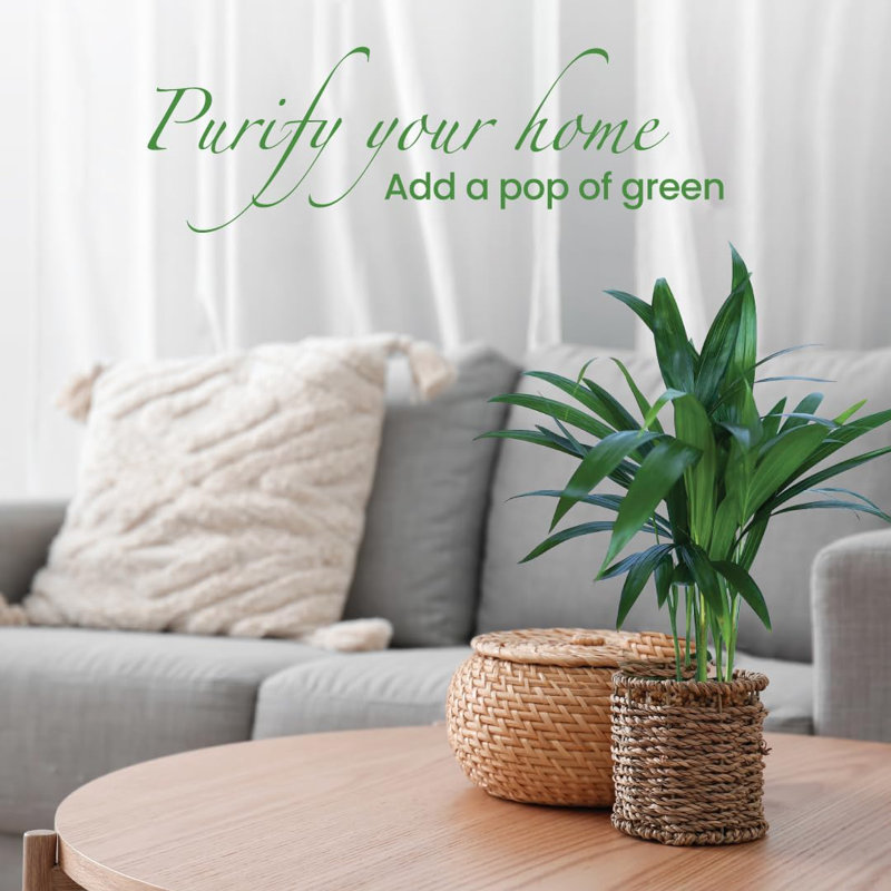 Areca Palm 4-Inch Pots 3-Pack Lush Green Indoor/Outdoor Plants