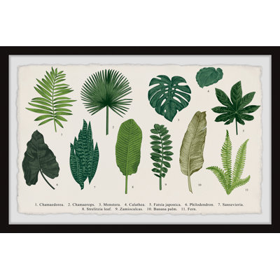 Calathea by Marmont Hill - Single Picture Frame Painting