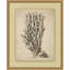 Sepia Sealife 10 Framed Drawing Print
