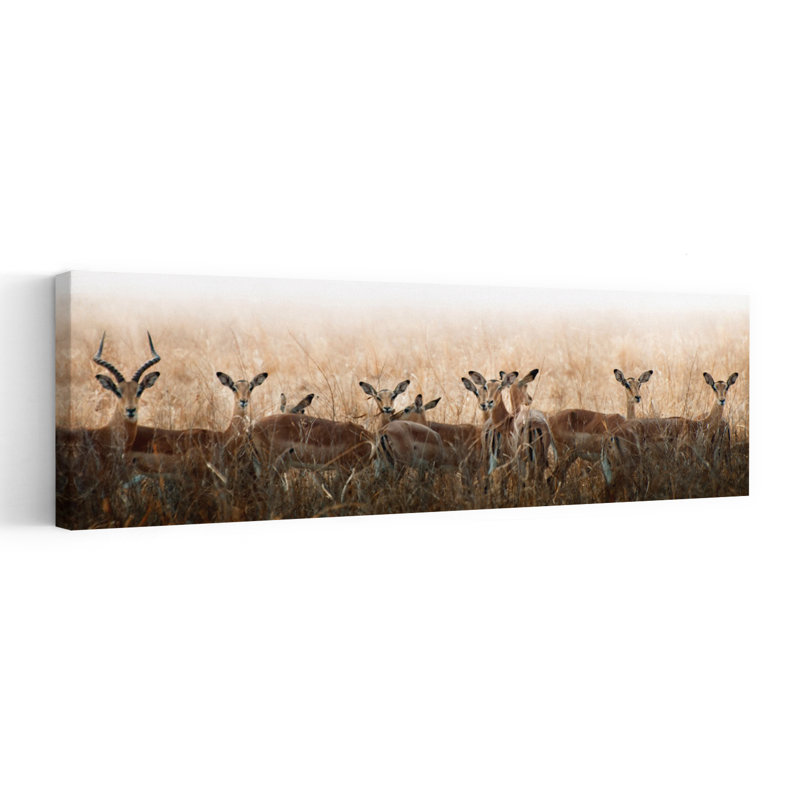 Watchful Impala Herd by Antonio Grambone - Wrapped Canvas Panoramic Print, 40.64 cm H x 121.92 cm W