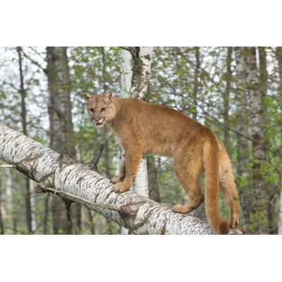Cougar by Anneklassen38 - Wrapped Canvas Print