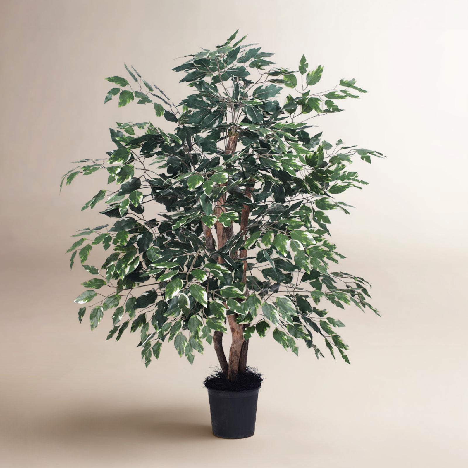 48 " Ficus Tree with Base Included