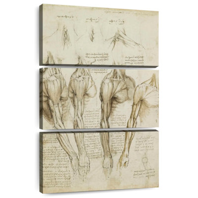 Muscles de l'épaule Keiri