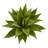 Agave Silk Plant