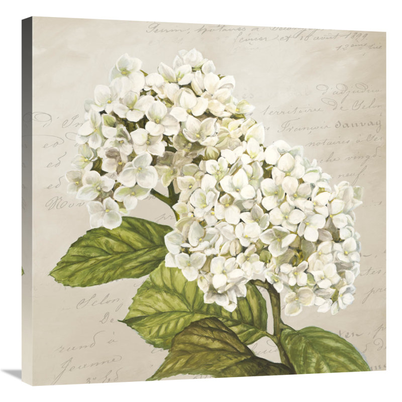 " Hydrangeas III (Neutre) " Oil Print, 24" H x 24" W x 1.5" D