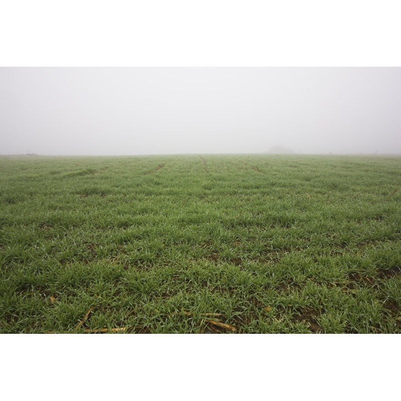 Champ d'herbe verte par Marccopoto, H 24 po x l 36 po