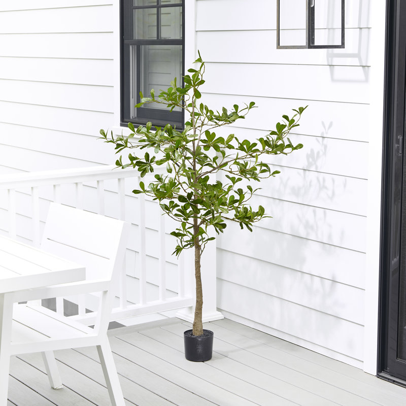 Amandier en pot 5 pi UV, 60 in x 22 in