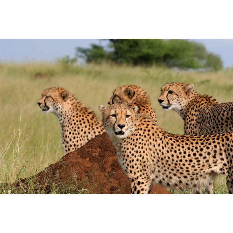 Mother Cheetah - Wrapped Canvas Print, 51cm H x 76cm W x 3.8cm D