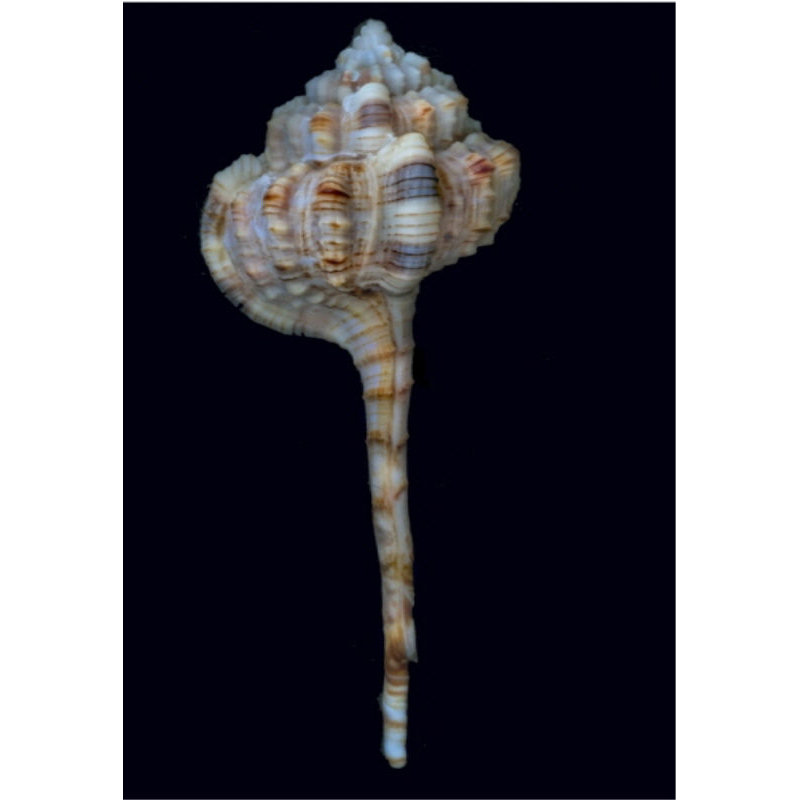 Shell Study I Print by Harold Davis, Outdoor
