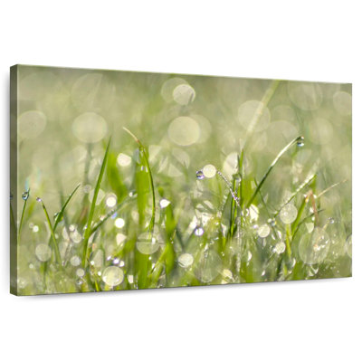 Harnek Raindrops On Grass Abstract