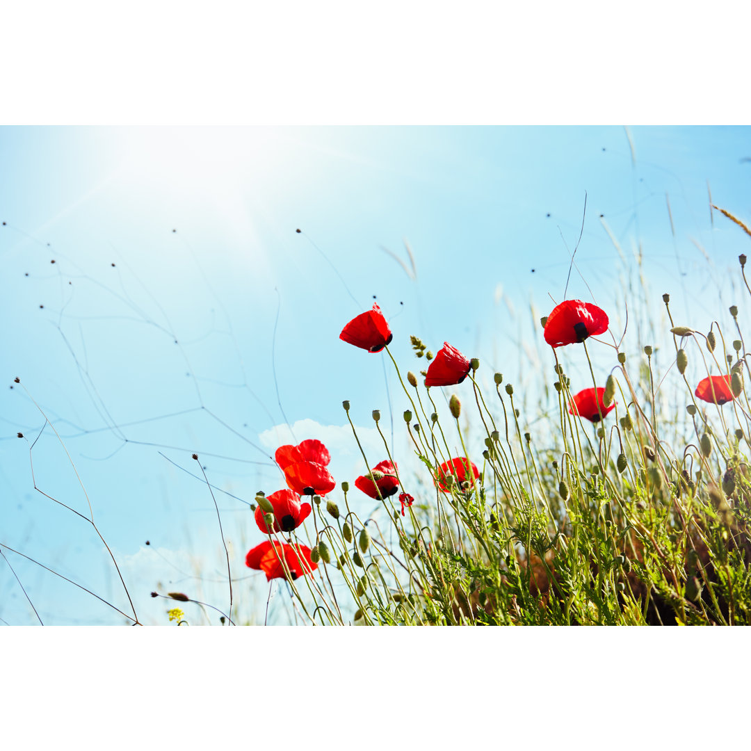 Blühende Mohnblumen von Delihayat - Leinwandbild