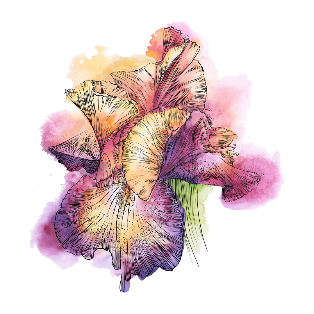 Iris Blume Aquarell von AndreaHill - Kunstdrucke auf Leinwand ohne Rahmen