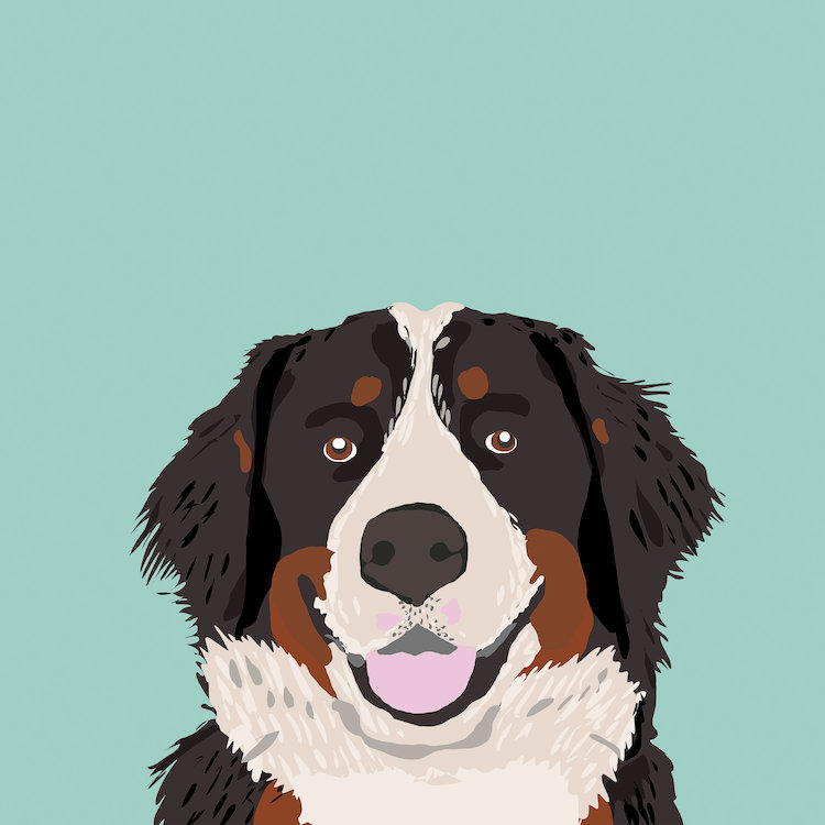 Bernese Mountain Dog, impression sur toile tendue, H 12 po x l 12 po x P 1,5 po, Toile tendue, Pas de tapis