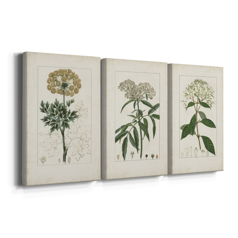 Antique Turpin Botanical VII - toile tendue avec châssis sur mesure - 3 pièces, H 27 po x l 54 po