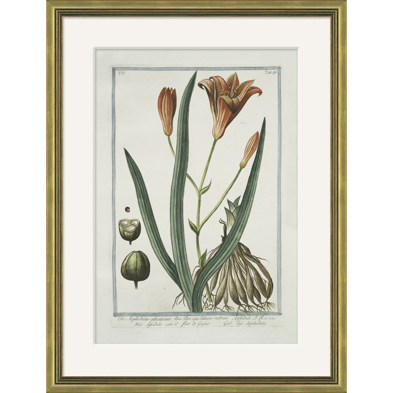 Hortus Romanus 1772-1793 9 Framed