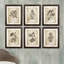 Vintage Floral 6 Piece Framed Graphic Art Set