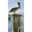 Pelican - 24"x48" Framed canvas