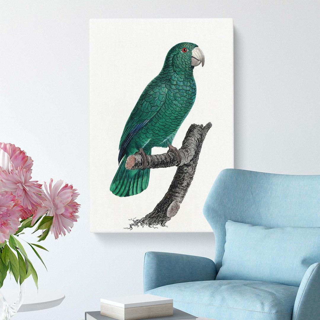 Emerald Cuban Amazon Parrot by F. Levaillant - Wrapped Canvas