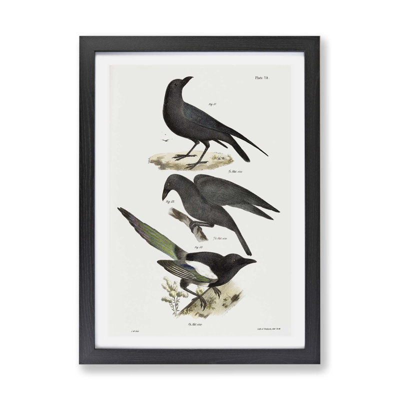 Raven, Crow & Magpie by J.E. De Kay - Framed Print, 33cm H x 45cm W x 2cm D, Walnut