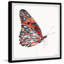 « tiger papillon », impression encadrée-395694013