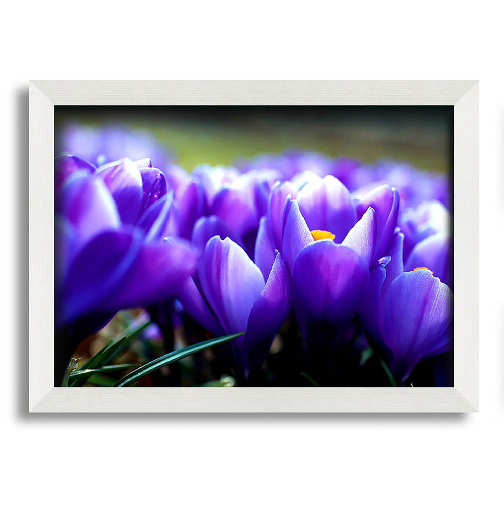 Gerahmtes Wandbild Purple Crocus Garden