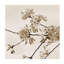 Thinking Of Early Spring III Print by Sofia Fox-26772238-26772237