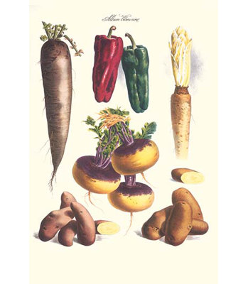 " Vegetables " by Philippe-Victoire Levêque De Vilmorin