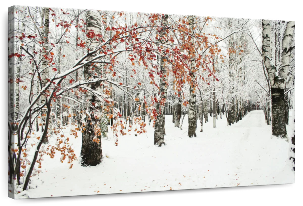 Millwood Pines Alvord Frosty Birch Forest | Wayfair