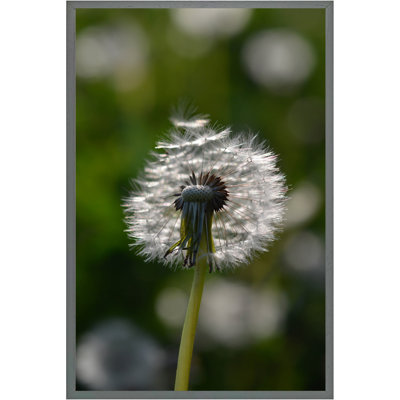 Tyndale Seedhead Of A Dandelion In Spring, On A Field Close Up Flower Head, Fluffy Flower - Single Picture Frame Print