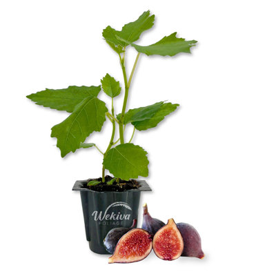 Violette de Bordeuax Fig Tree - Live Starter Plant in a Grower's Liner - Ficus Carica - Edible Fruit Tree for the Patio and Garden
