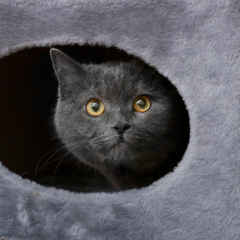  PETMAKER 2-Storey Cat Condo and Scratching Pad, Grey