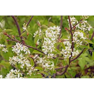 " Shadbush Plant "