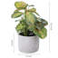 Artificial Plant