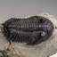 Genuine Trilobite (Ptychopariida) Fossil On Matrix (336.7 Grams)