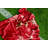 Monkey Animals Figurines & Sculptures-100738005