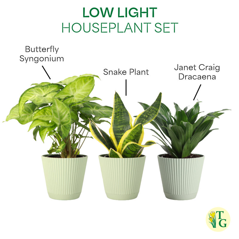 Live Low Light Houseplant Set, Sage