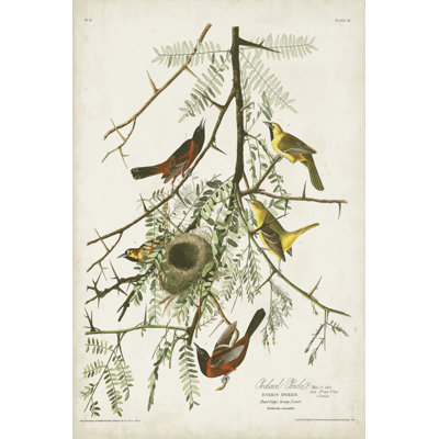 Pl 42 verger oriole