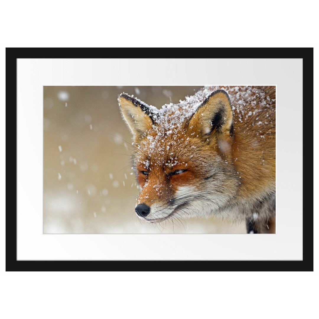 Fuchs im Schnee Gerahmter fotografischer Kunstdruck