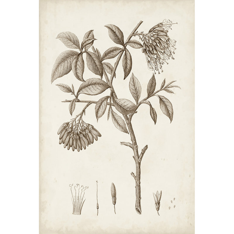 Antique Sepia Botanicals I - Print on Canvas, 30 cm H x 20 cm W, Black Floater Framed