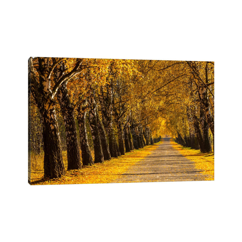 Poland, Birch Alley by Mikolaj Gospodarek - Wrapped Canvas Print, 66.04 cm H x 45.72 cm W x 1.91 cm D